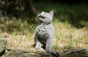 BRITISH SHORTHAIR C027